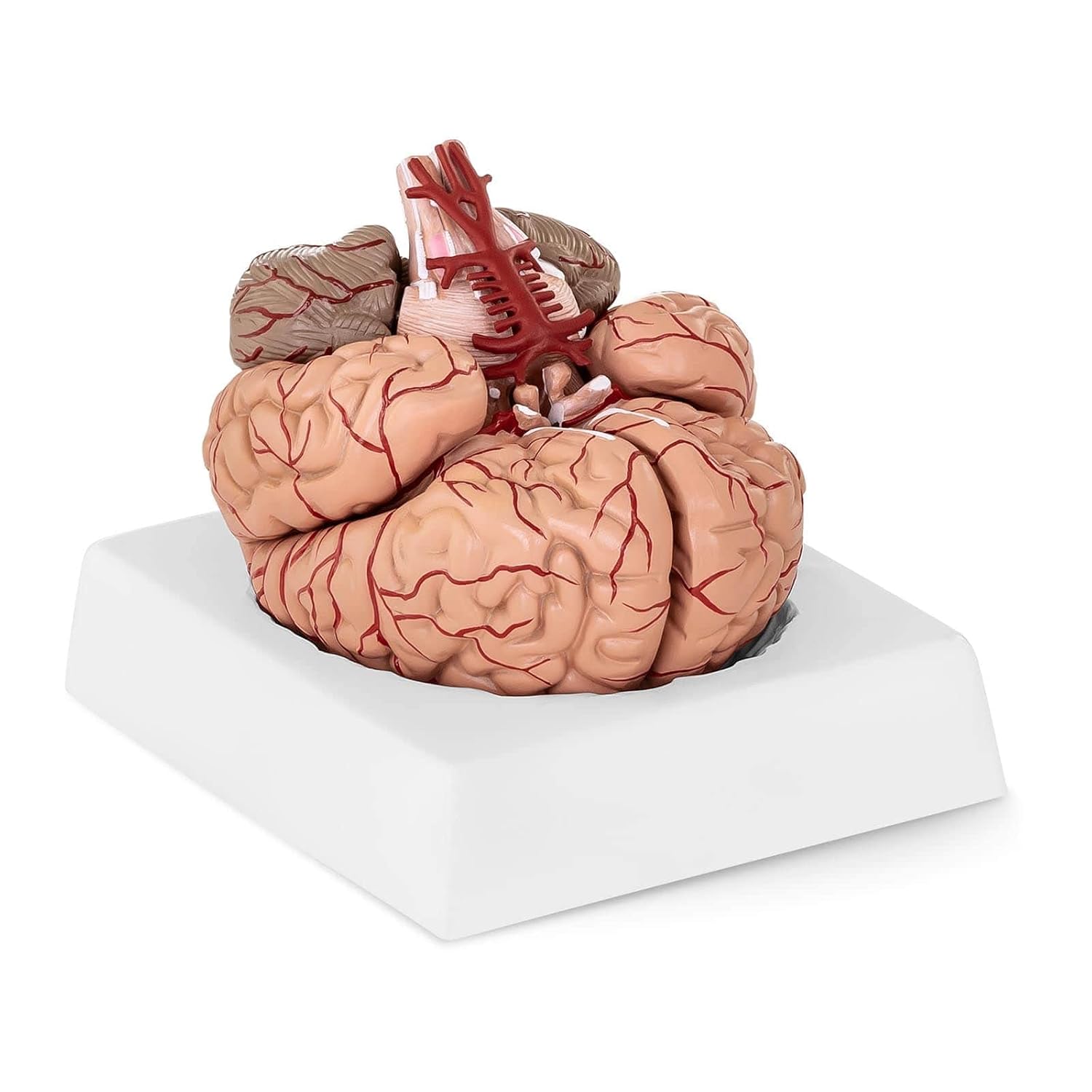 Physa Modelo De Cerebro Didáctico PHY-BM-1 (Escala 1:1, 9 Segmentos Desmontables Con Pintura De Alta Calidad, Incluye Peana)