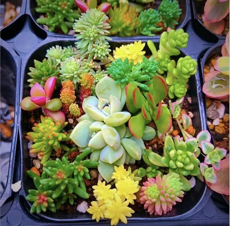 Amazon.co.jp: お任せカラフルセダム 多肉植物 カット苗 寄せ