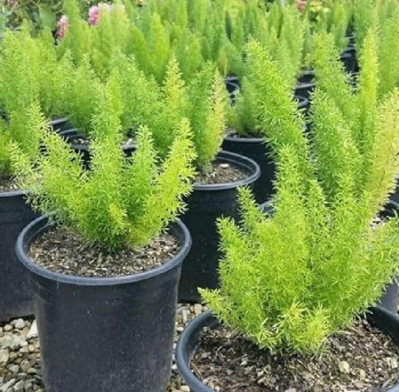 Shatavari Creeping Live Plant Asparagus Racemosus With Black Plastic Pot 4 Inch Size (B0CLBDHDQ6) Amazon Price History, Amazon Price Tracker
