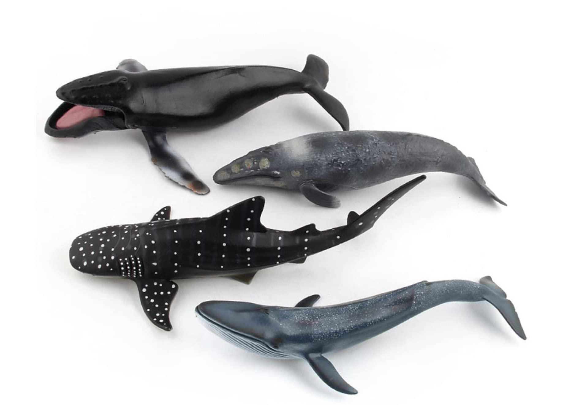 ザトウクジラ ザトウクジラ