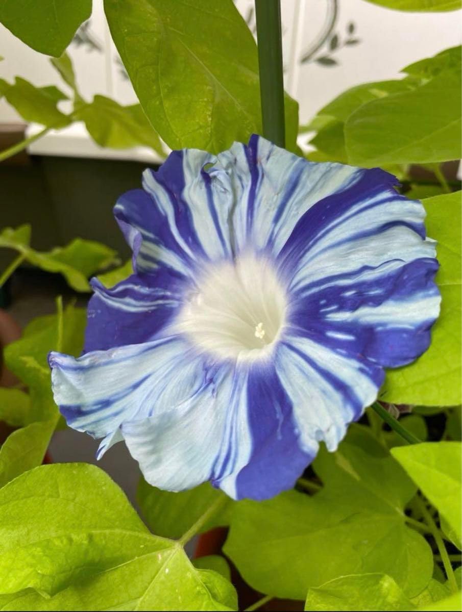 あさがお様 楽天市場】朝顔 鉢植え あさがお アサガオ 送料無料 6号 鉢 日本