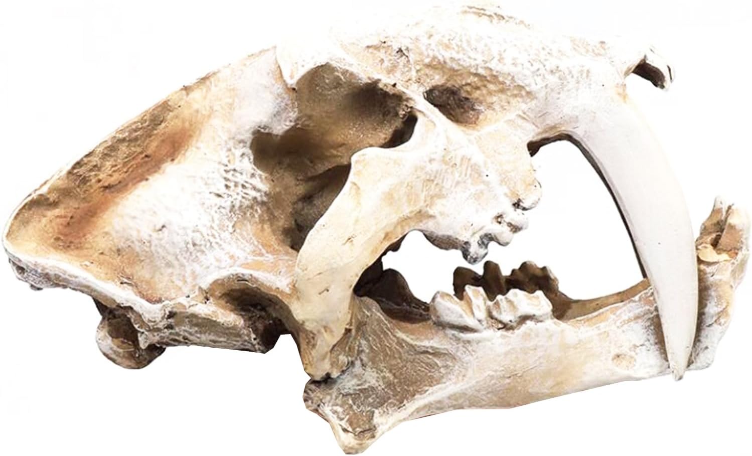 Aquarium Skull Ornaments - Sabertooth Tiger Skull Model - for Home Office Display Decor Aquarium Decorative Craftxtra Large Size-Small Size (White Extra Large Size)
