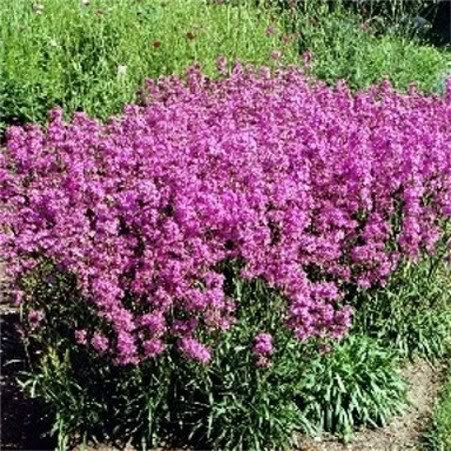 CATCHFLY NONE-SO-PRETTY Purple Flower Seeds – Non-GMO, Heirloom – Perfect For Rock Gardens & Pollinators – 2000 Seeds By Mother Nature's Seeds