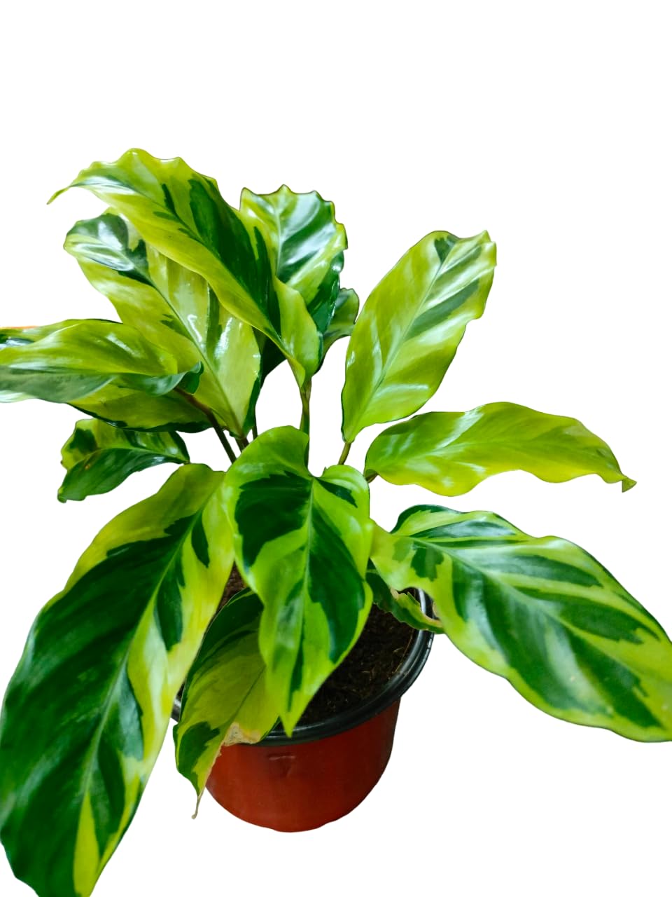 Ashokavanam Calathea Lietzei Yellow Fusion - Electric Shock Live Indoor Plant | Unique Foliage, Air-Purifying Houseplant for Home & Office Decor-picture-35