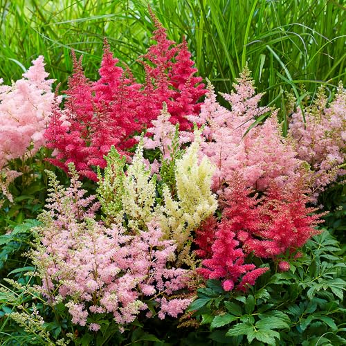 GardenersDream 4x Astilbe Pflanzen im Topf – Weiße, Rote, Lila & Rosa Prachtvolle Gartenpflanzen – Robuste Mehrjährige Blumen für Außenbereich, Waldgarten, Beete und Bordüren (inkl. 11 cm Topf)