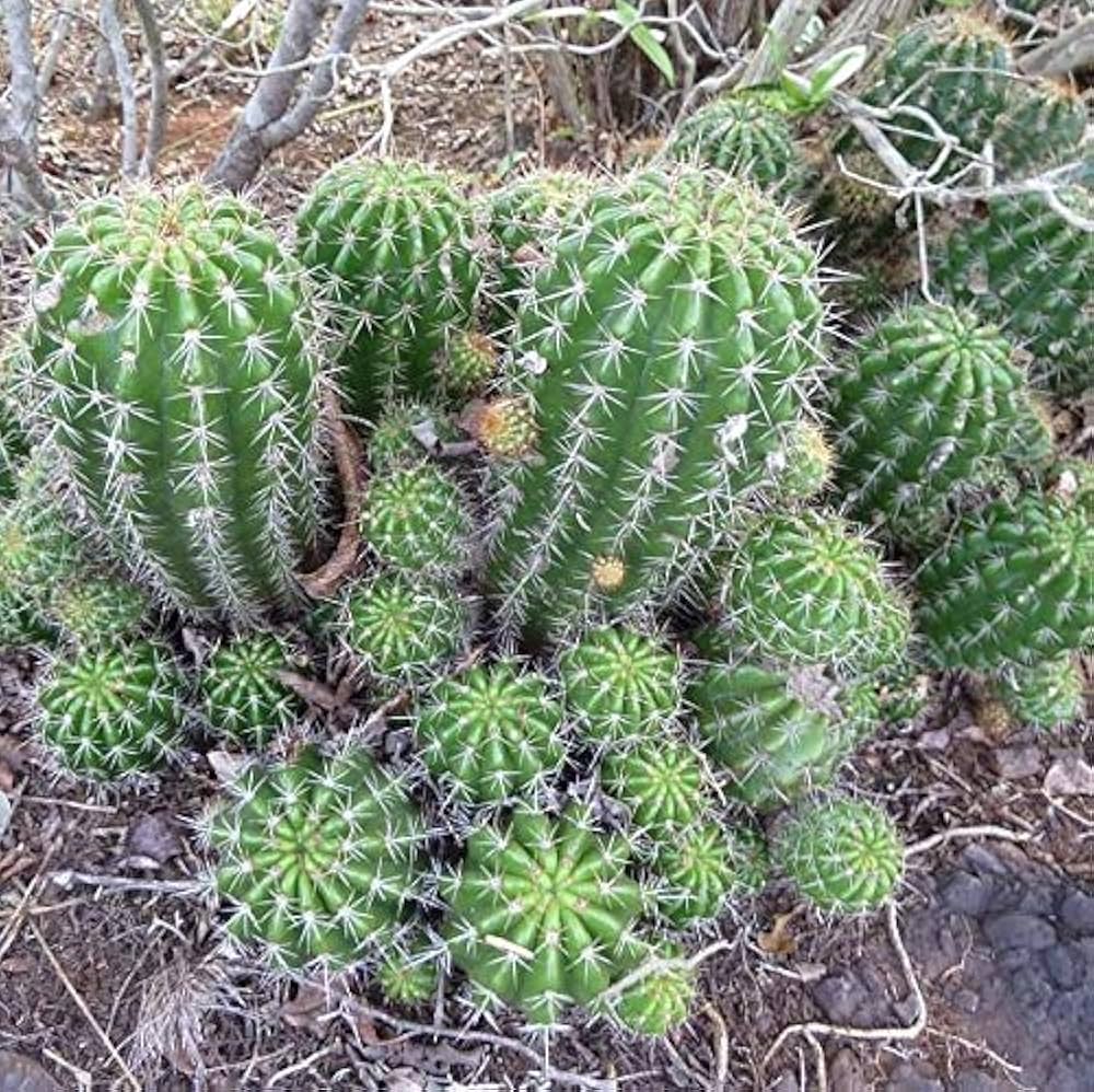 How To Remove Cactus Pups Offsets Planting Up Echinopsis