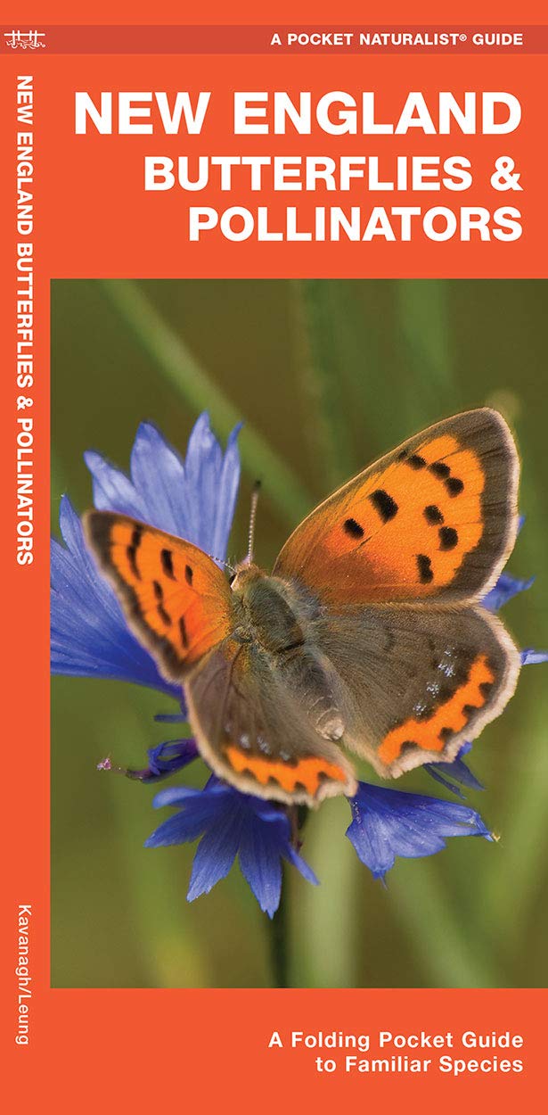 New England Butterflies & Pollinators: A Folding Pocket Guide to Familiar Species (Nature Observation North America)