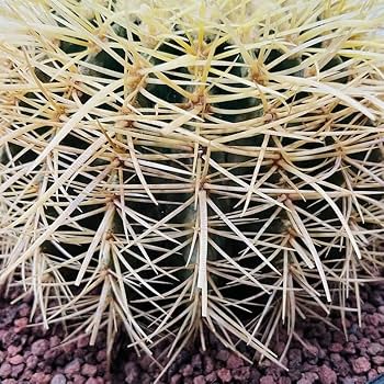 SALE キンシャチ　サボテン　⭐︎金鯱8号 楽天市場】サボテン 金鯱 キンシャチ 8号 ナーセリーポット