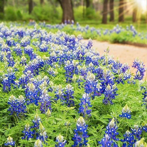 1000+ Texas Bluebonnet Seeds for Planting - Annual Lupinus Texensis Heirloom Quality Drought-Tolerant Wildflower Seeds Attracts Pollinators