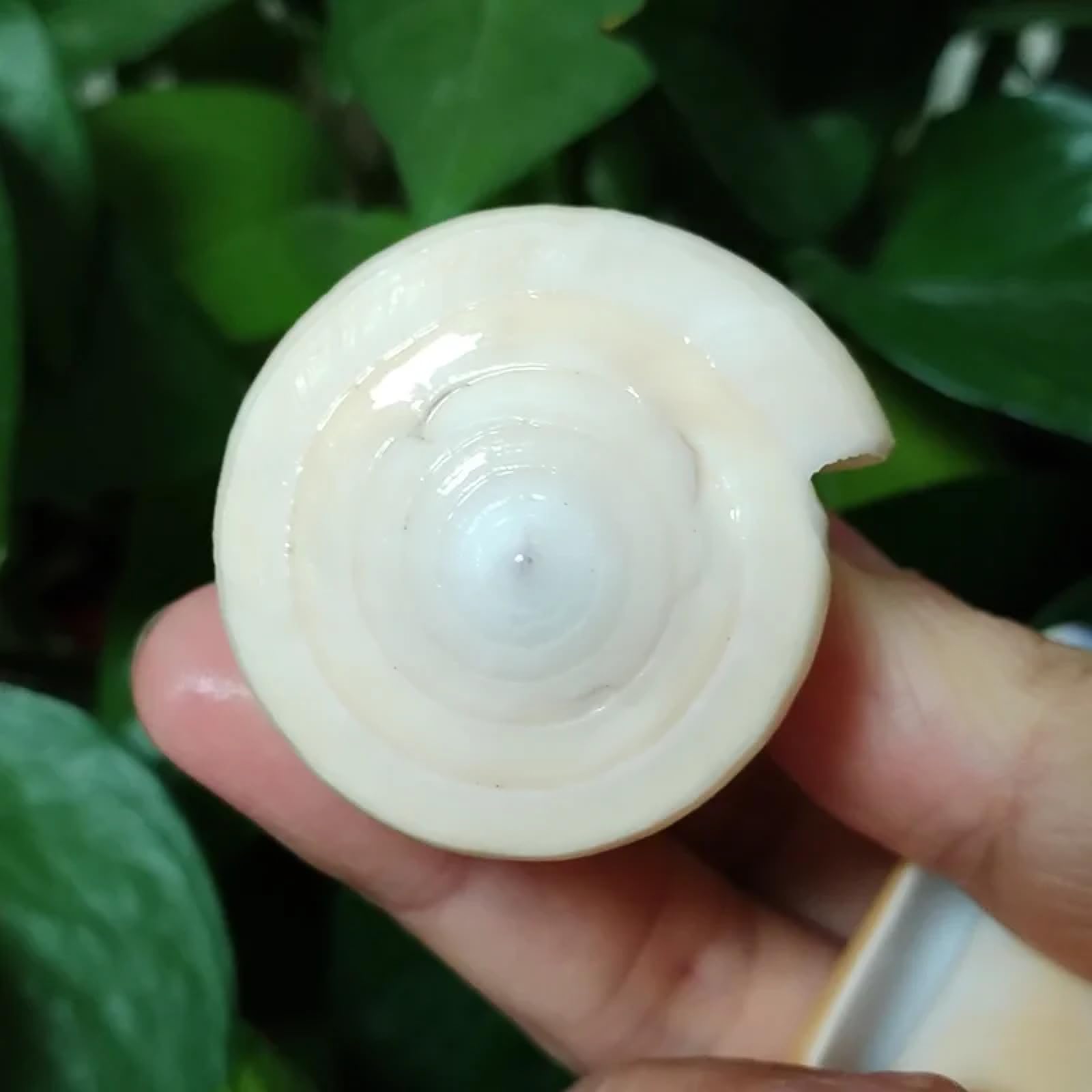 Conchiglie marine riempitive, 1 pezzo, 7-8 cm, cono vergine a bocca viola, cono di cono, per crescita naturale, conchiglie gialle per decorazioni, campioni paesaggistici