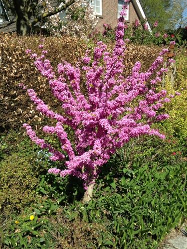 Kompakter Judasbaum `Avondale´, Cercis chinensis, 60-80cm im 5L-Topf