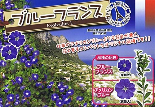 Amazon Co Jp エボルブルス ブルーフランス アメリカンブルー 3号苗２株セット ホーム キッチン
