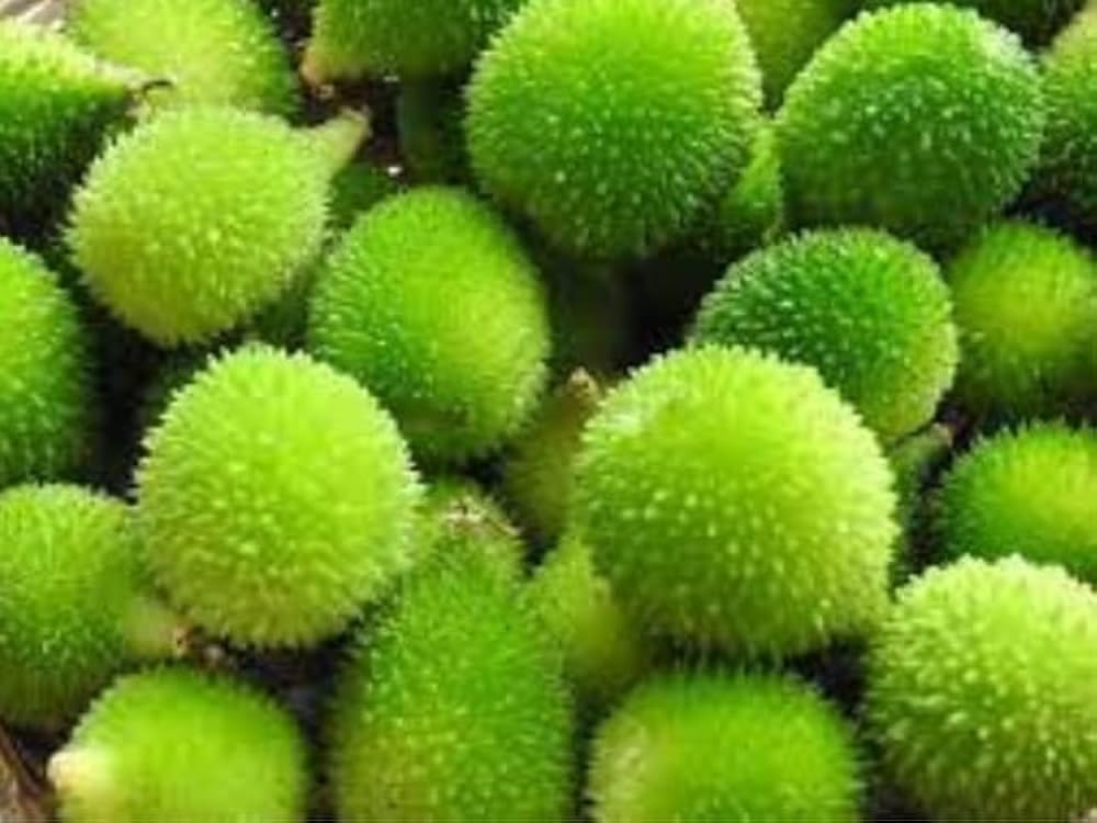 Hybrid Kantakol Kakrol Seeds | Fresh High Germination Spine Gourd Seeds | Home & Terrace Garden | Pack of 20-image-13