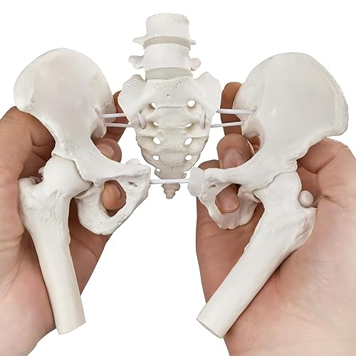 Movable Female Pelvis Model w/Elastic Two Movable Femur Heads and