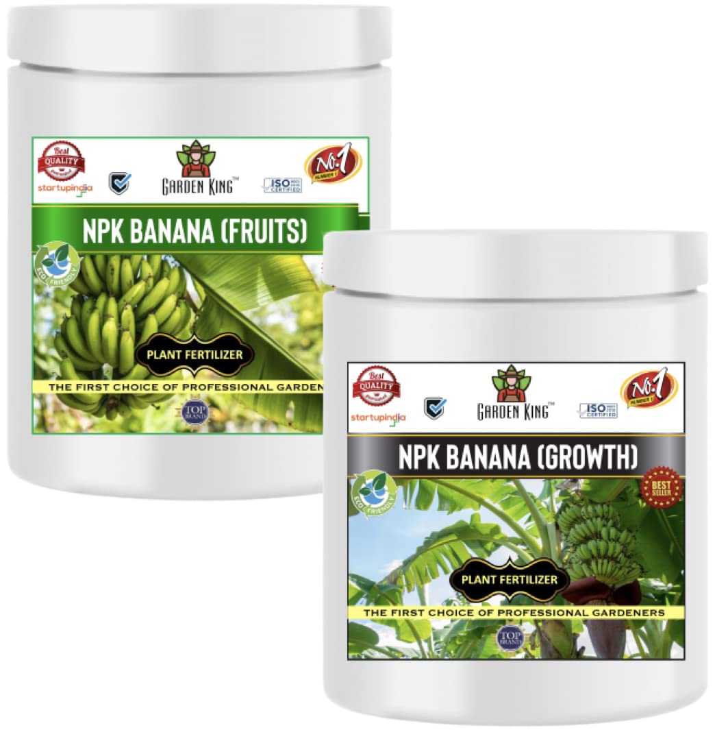 Pisang Telor (Kerinci) 小苗 希少バナナ苗 Banana TC Green - Fruit