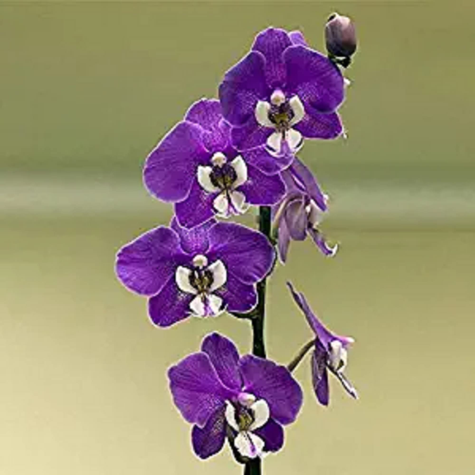 CHUXAY GARDEN 100 Seeds Purple Phalaenopsis Orchid Seed, Moth Orchids,Monopodial Orchid Ornamental Flowering Plant Attract Butterflies and Bees Great for Desktop Bonsai
