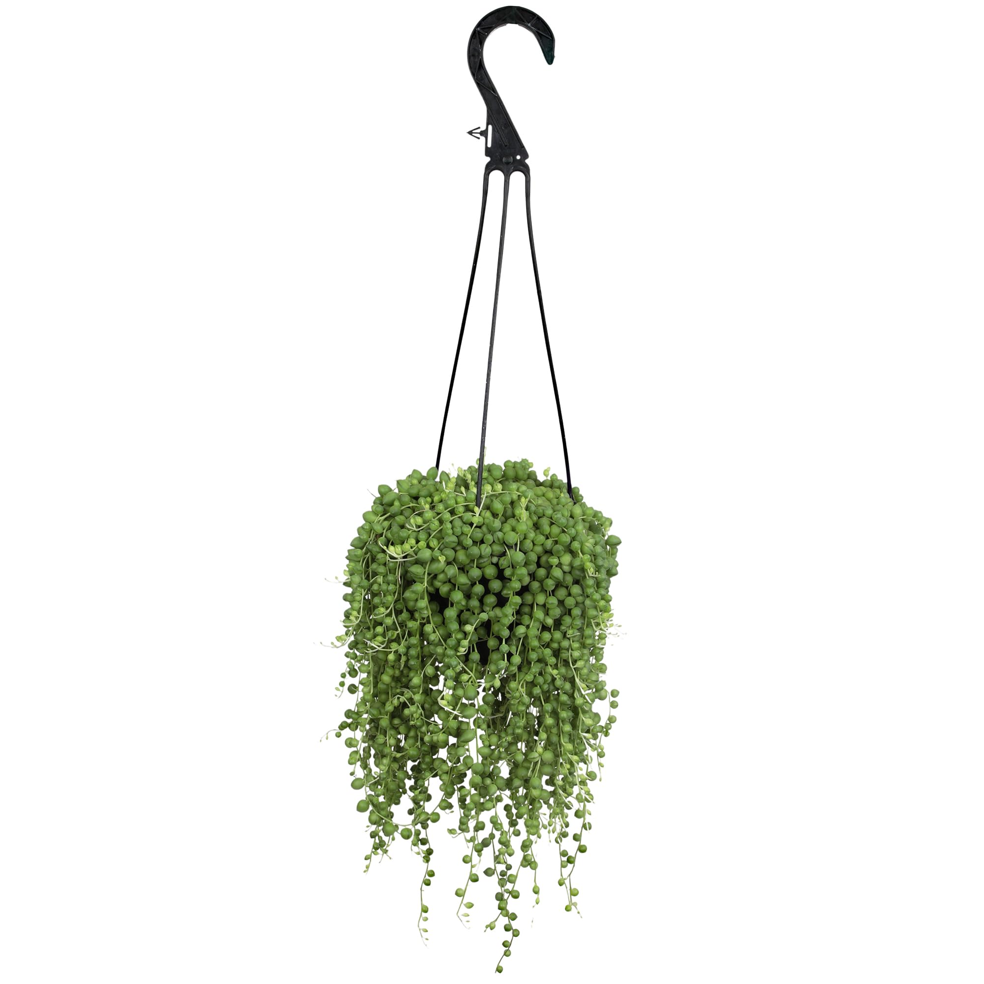 Altman Plants String of Pearls