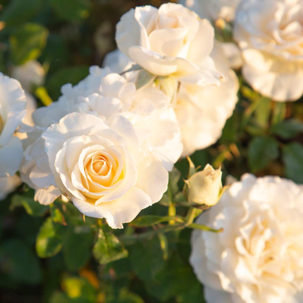 Heirloom Floribunda French Lace Rose