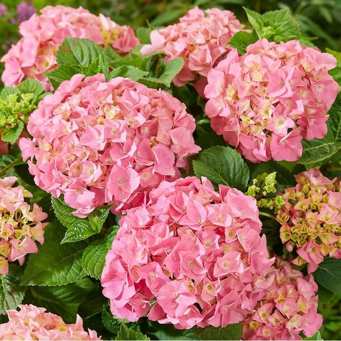 OhhSome Hydrangea Live Plant, Green Macrophylla (Any Color)(1