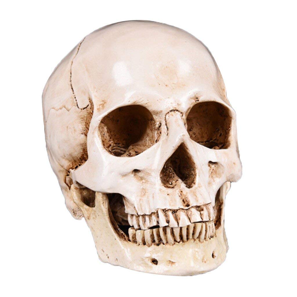 Juguete Educativo Juguete Humano cráneo Resina Modelo médico Modelo anatomía Naturaleza