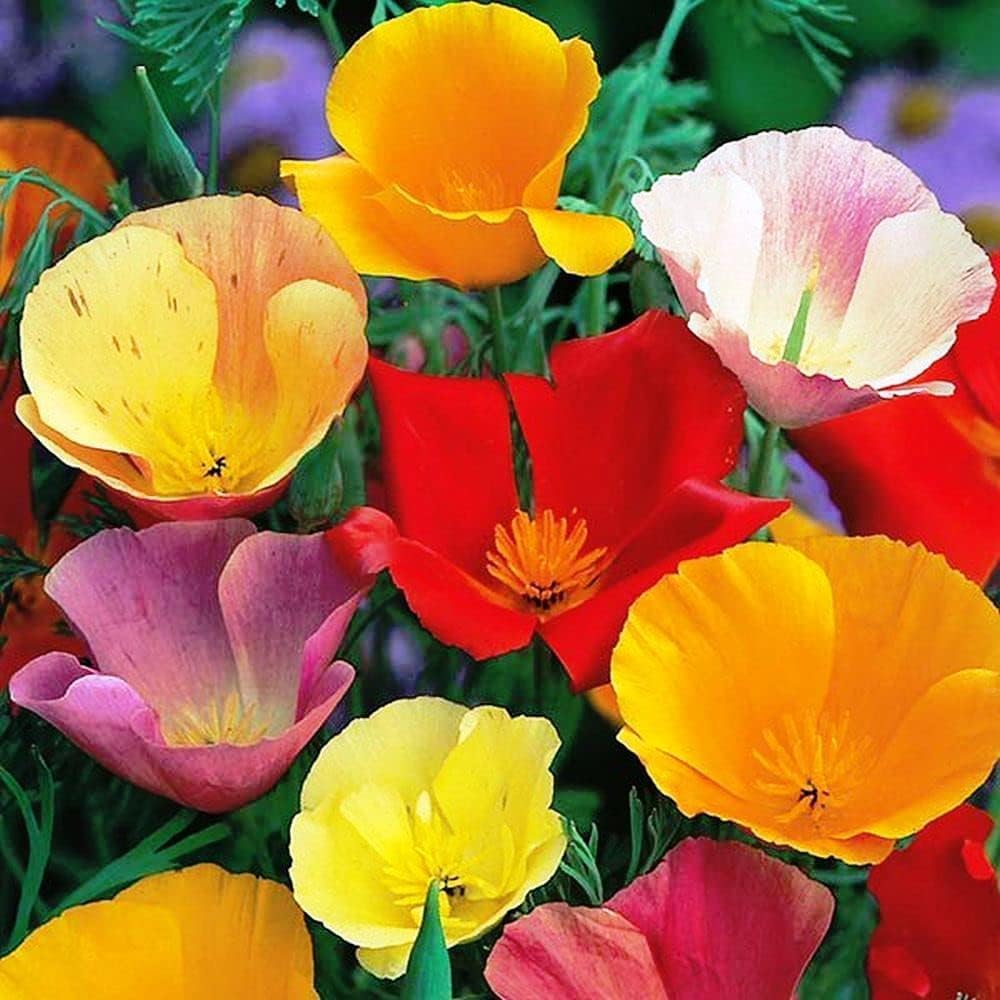 California Californian Poppy Mix Zip Bag Escholtzia californica Fresh UK Seeds Annual Yellow Orange Pinkish Red Flower 8,000 Seeds 10g