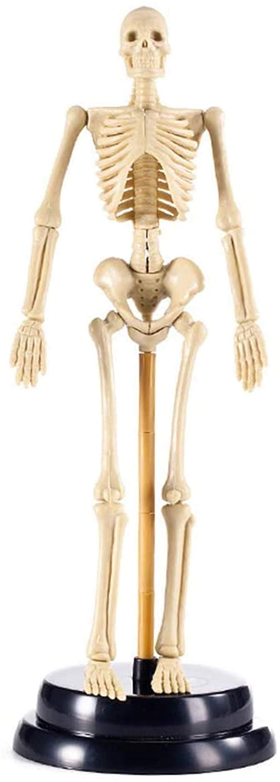 Mini model szkieletu ludzkiego do anatomii, zestaw do montażu szkieletu z PVC o przekątnej 17,7 cala ze stojakiem, narzędzie do nauczania