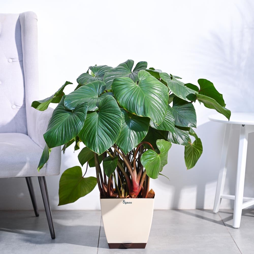 UGAOO Homalomena Plant (XL) (B0D5R78Z29) Amazon Price History, Amazon Price Tracker