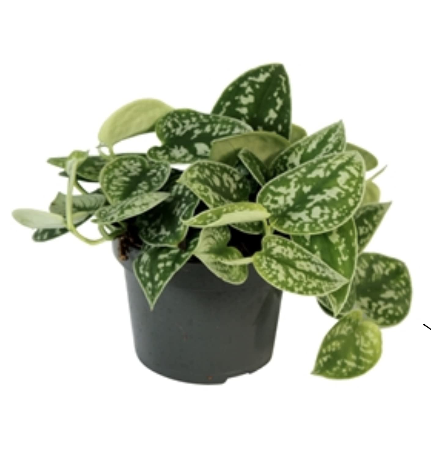 Buy Satin Pothos SCINDAPSUS PICTUS argyraeus Epipremnum Devils Ivy