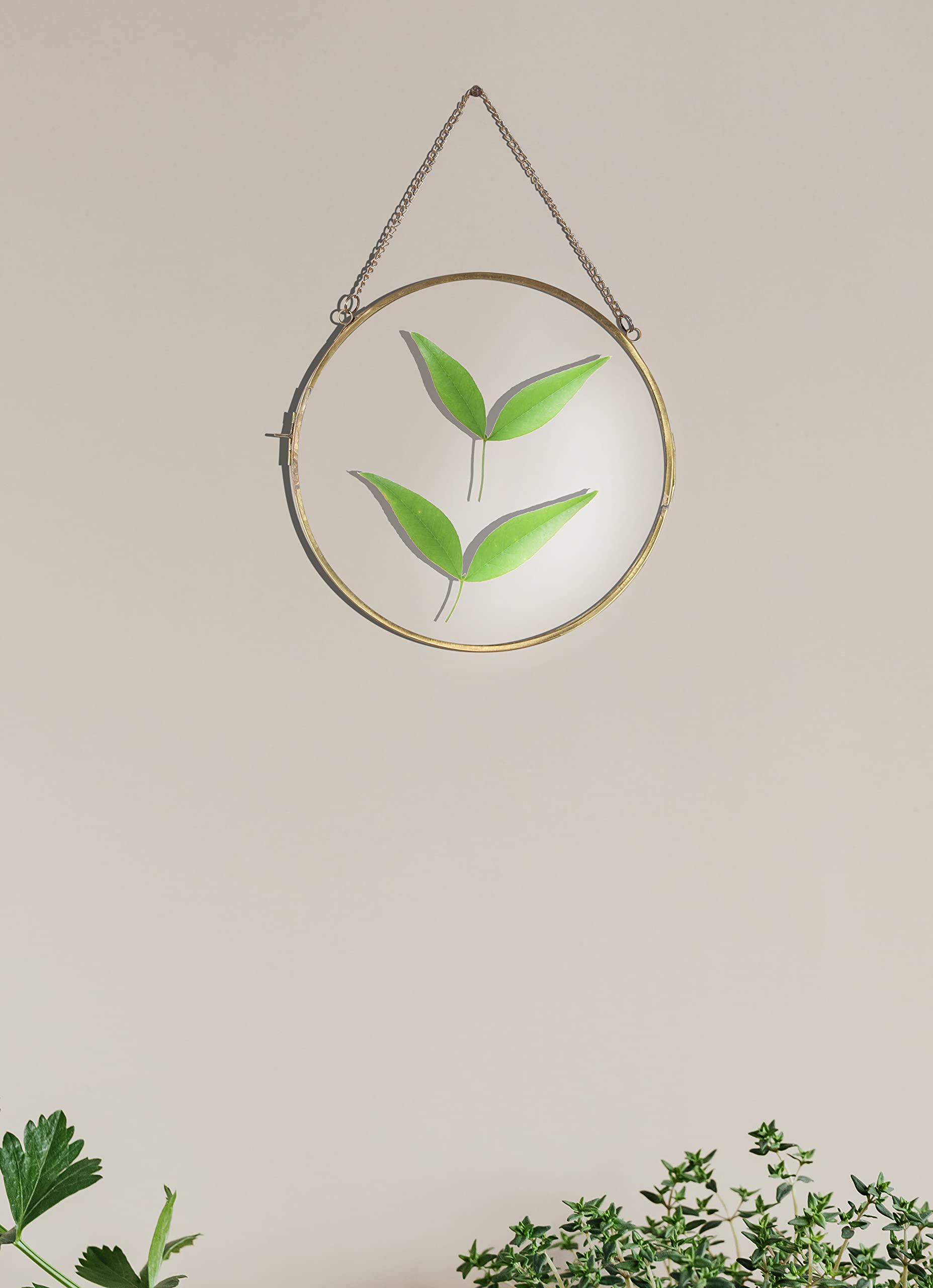 Spaziomaker Collection Wall Hanging Round Glass Photo Frame with Brass Frame for Dried Flowers, Pressed Flowers, Poster, Double Glass, Floating Frame for Gifting (Golden, Size- 8 inch, Pack of 1)