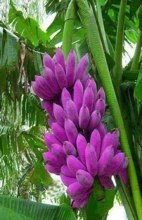 Live Blue Java Ice Cream Banana Plant, 200 cm Growth Height, Indoor/Outdoor Tropical Fruit Plant (pack of 1 without pot)