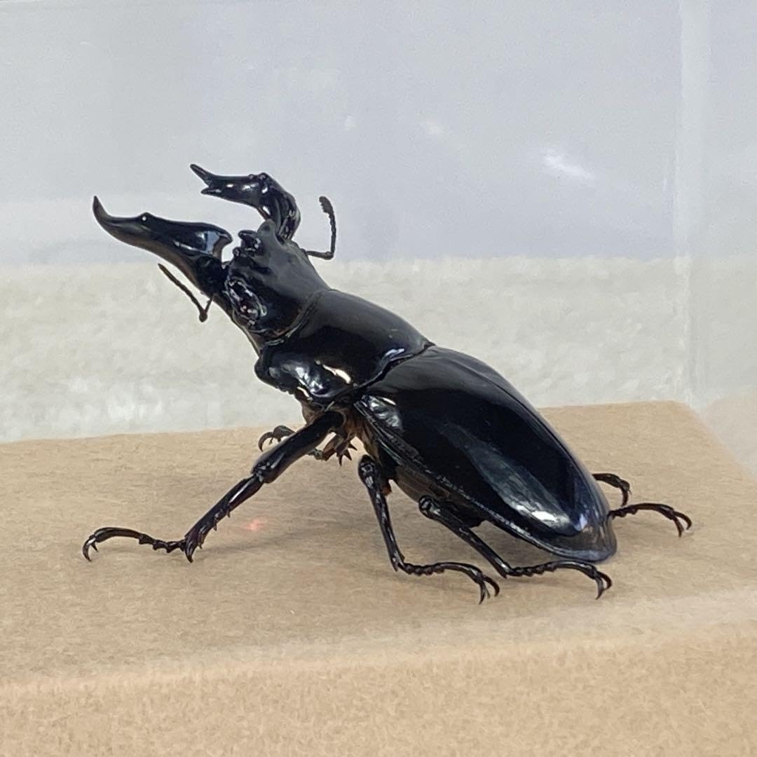【ペア】タランドゥスオオツヤクワガタのオブジェ（標本） Amazon.co.jp: 【ペア】 タランドゥスオオツヤクワガタの