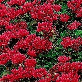 50+ PERENNIAL FLOWERING GROUNDCOVER SEEDS - STONECROP SEDUM - "DRAGON'S BLOOD"!