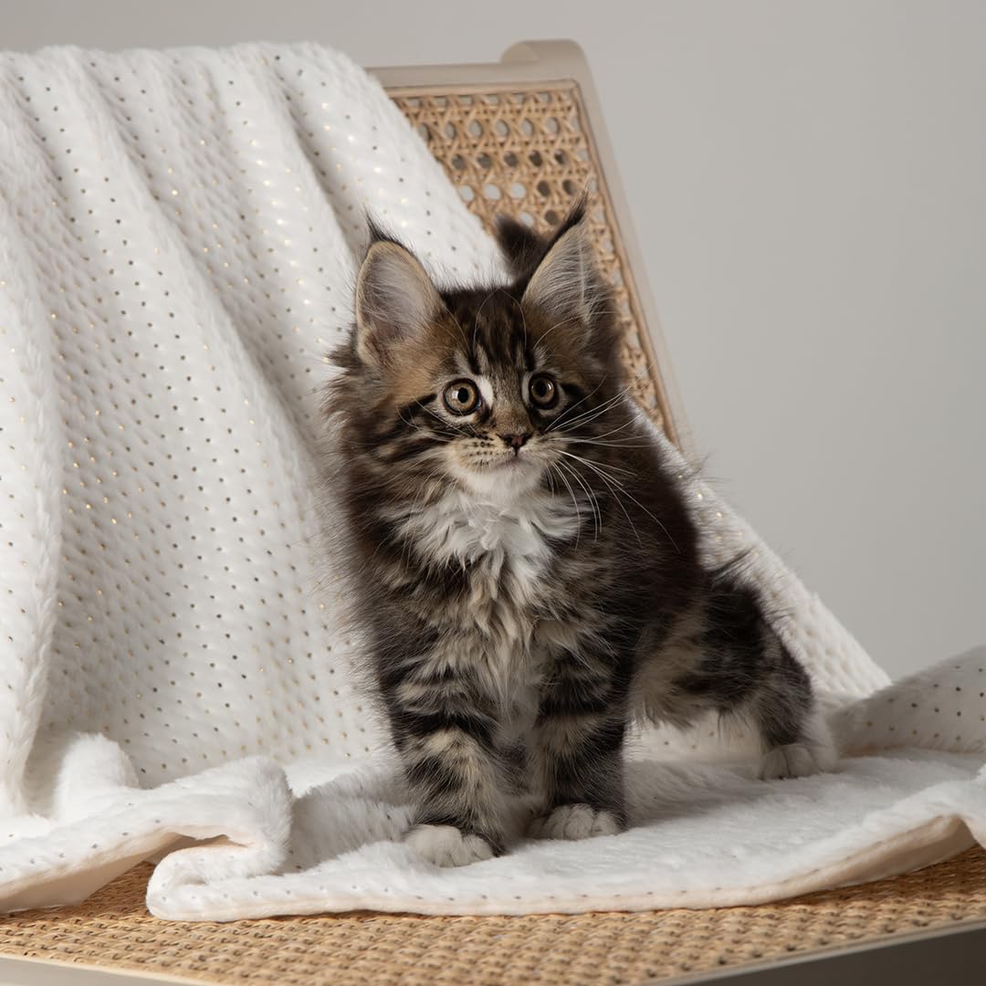 Scruffs Starlight "My First" Puppy or Kitten Blanket