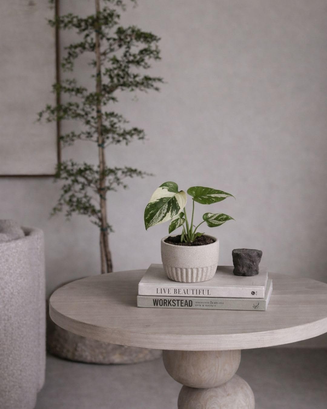 PUR PLANT Monstera Thai Constellation Mini | Monstera Planta Natural de Interior | Variegada y Exclusiva | Maceta de Ø 6 cm
