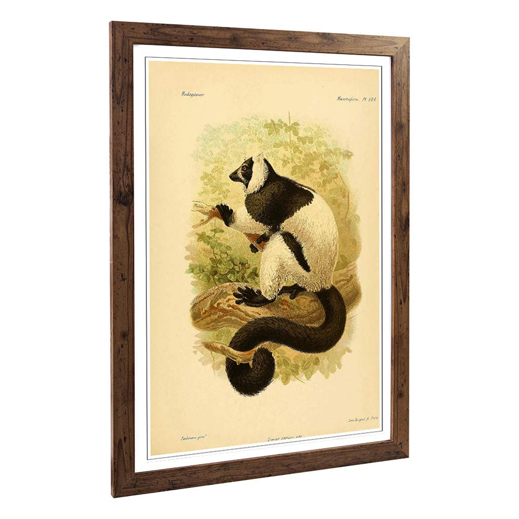 Big Box Art Framed Print of Vintage J.G. Keulemans Ruffed Lemur Design | Wall Art Picture | Home Decor for Kitchen, Living Room, Bedroom, Hallway, Walnut, A2 / 24.5x18 Inch / 62x45cm