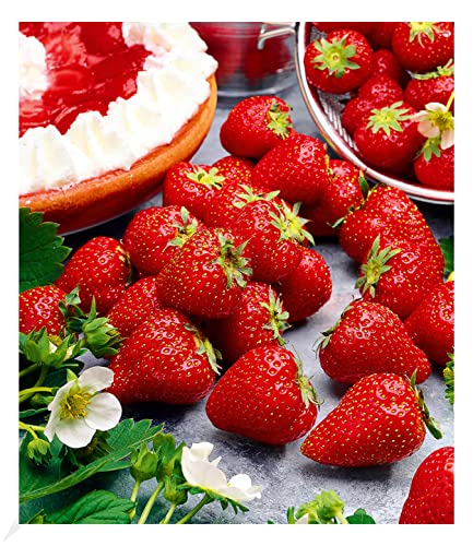 BALDUR Garten Immertragende Erdbeere Hummi® Meraldo,3 Pflanzen, immertragend, essbare Früchte, große, herzförmige, dunkelrote Erdbeeren, winterhart, Fragaria x ananassa