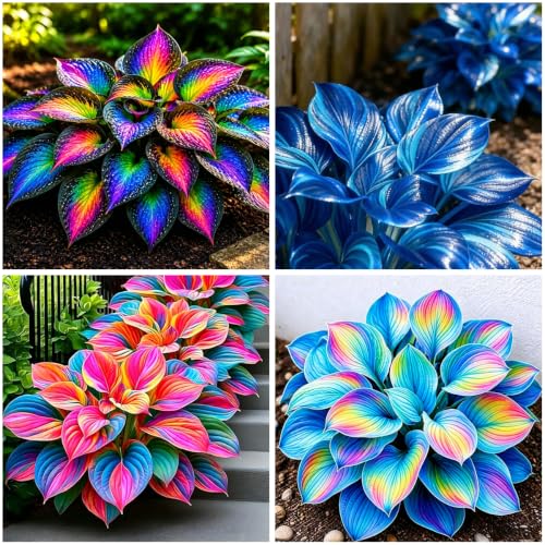Mixrug 220+ Mixed Color Hosta Seeds for Planting - Hostas Seeds Rare Perennial Flower Seed Beauties Easy to Grow Low Maintenance Heart Shaped Leaves Heart Hosta Plants for Outdoors Garden