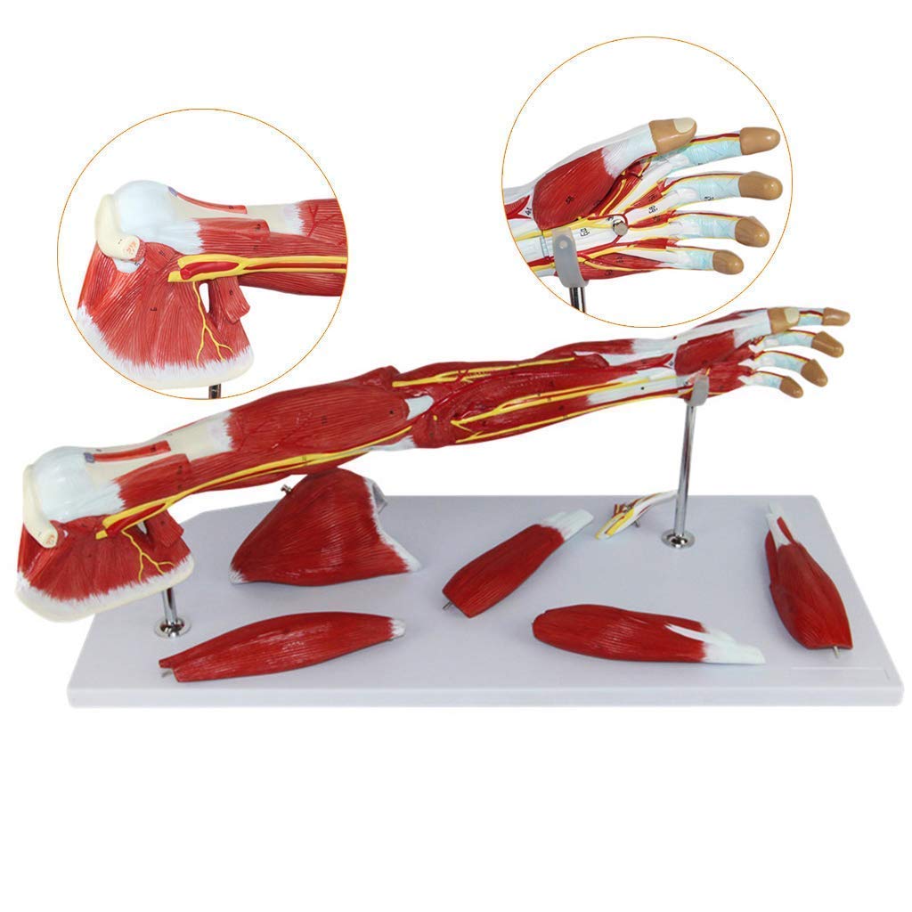 Anatomiczny Model Ciała, Model Szkieletowy, Modele Nauki Ludzkiej, Model Mięśni Górnego, Modelu Nerwu Naczyniowego, Ramię, Materiał PCV, Medyczne Pomoce Dydaktyczne Dla Medycznych