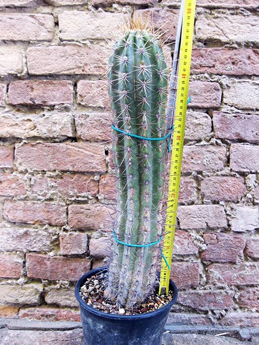 Geosism & Nature Trichocereus grandiflorus-Hybride. 50 cm Langer weisser Blütenstecker, Kaktus, Sukkulente