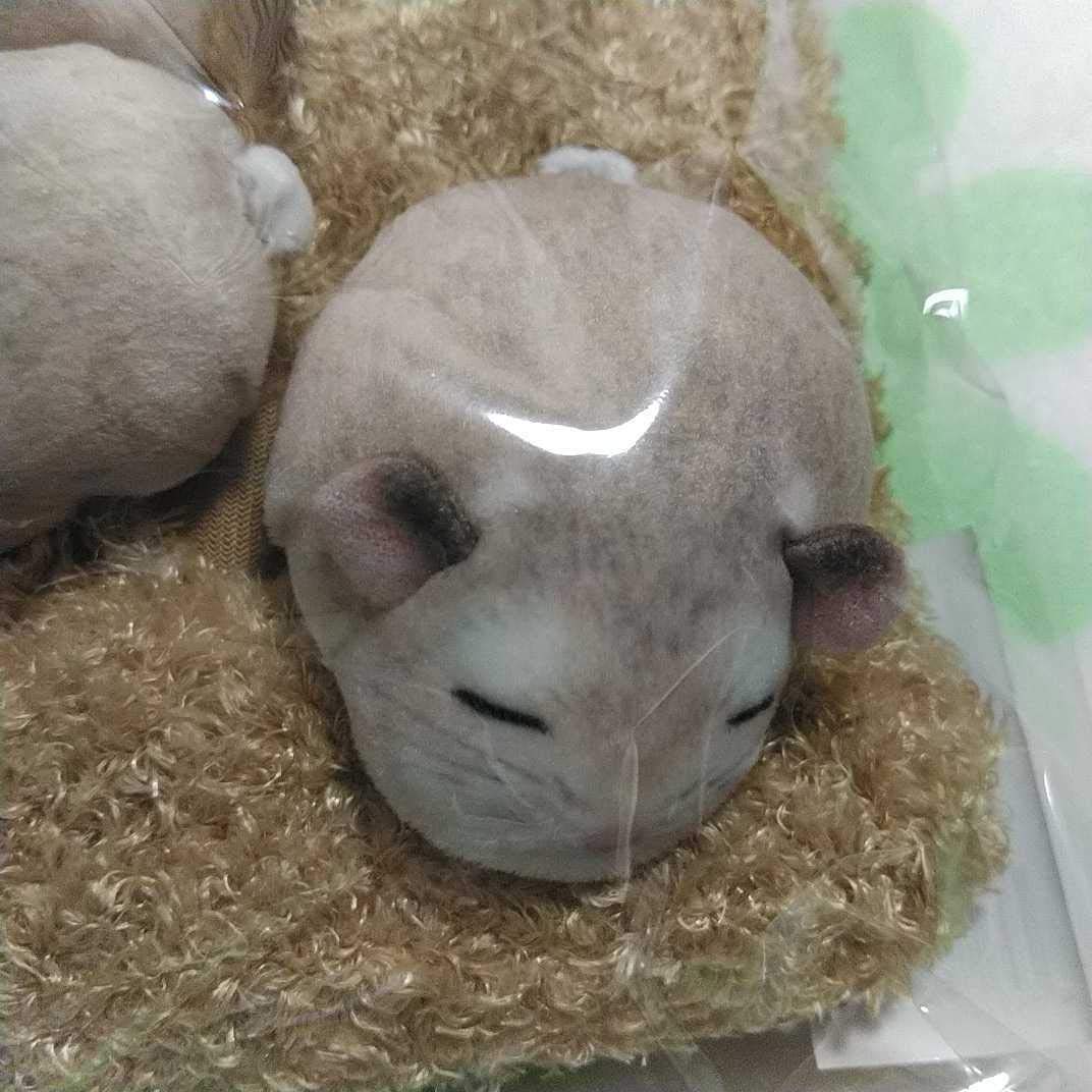 ハムスターボックス (@hamsterbox_official) • Instagram photos and