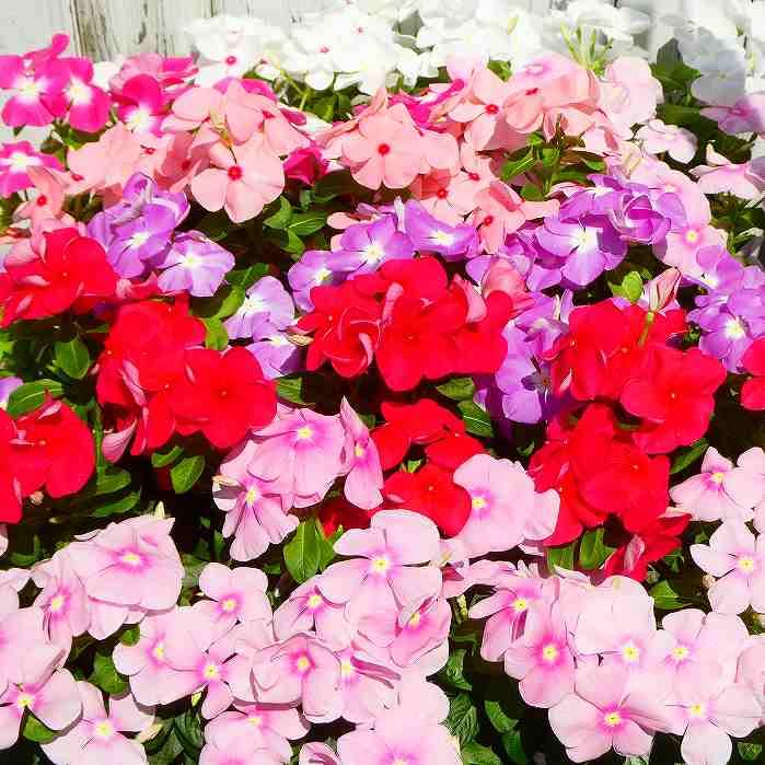 Amazon.co.jp: 日々草 苗 1ポット 花色お任せ 3.5号 花苗 ニチニチソウ