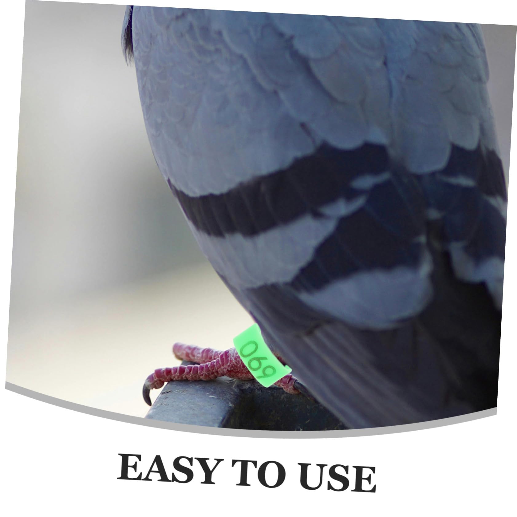 BESPORTBLE 500piezas Anillos De Identificación para Pájaro Bandas De para Palomas Anillos De Legado para Aves Marcadores De Identificación para Cría De Palomas