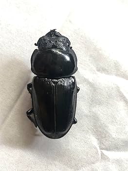 標本　まとめ売り Amazon.co.jp: 未展脚昆虫標本No.06 ロンボク島の微小タマムシ