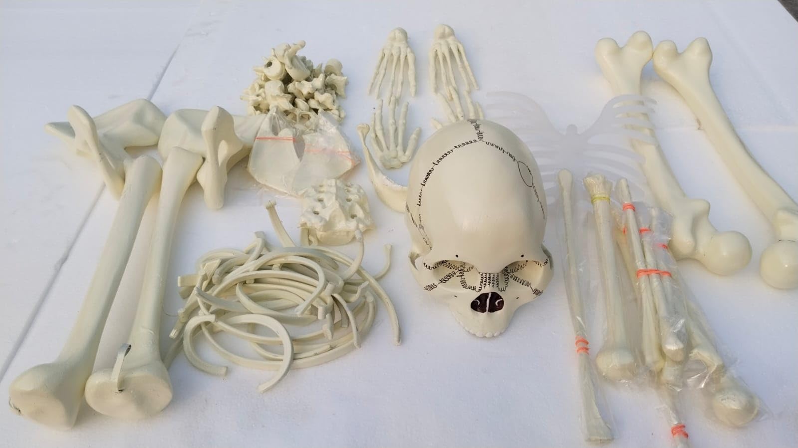 E-MEDI Disarticulated Human Skeleton Bone Set Model For Educational Not For MBBS Students (Loose Bones Set)
