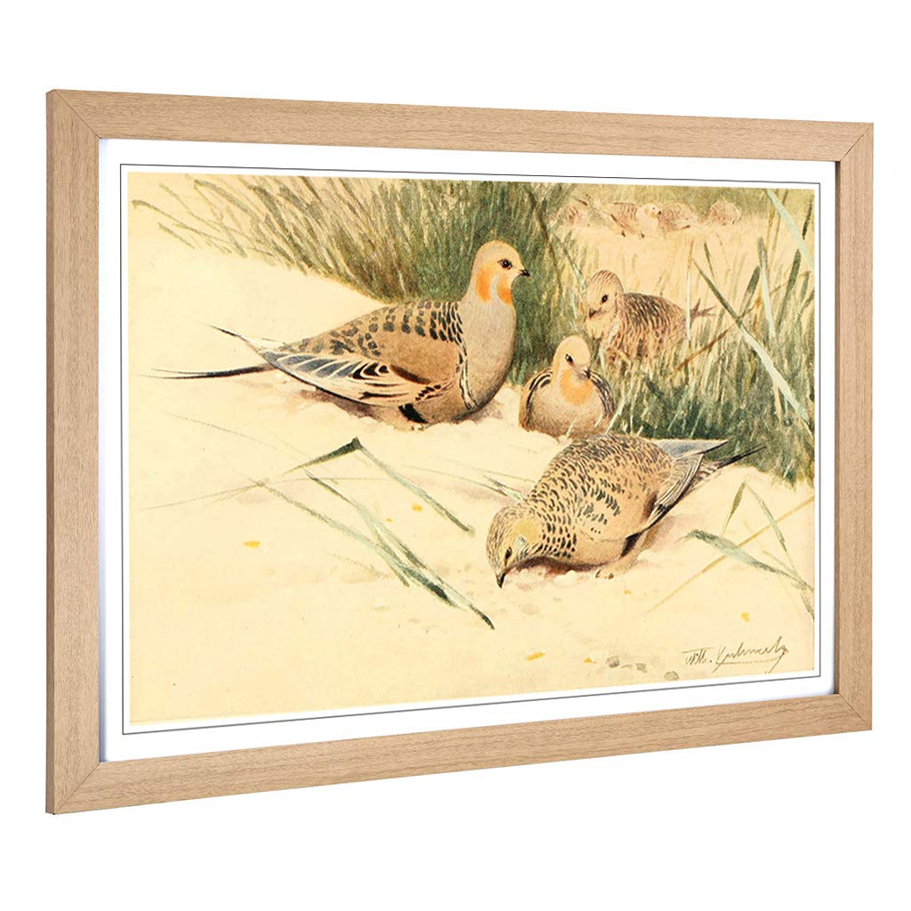 Big Box Art Framed Print of Vintage W Kuhnert Pallas's Sandgrouse Design | Wall Art Picture | Home Decor for Kitchen, Living Room, Bedroom, Hallway, Oak, A2 / 24.5x18 Inch / 62x45cm