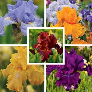 Iris Hardy Summer-Flowering Bulbs, Ideal for Garden Borders, Mixed Colours Easy to Grow, Flowers Twice Each Year, 5 x Bearded Iris Re-Blooming Collection Bulbs by Thompson & Morgan