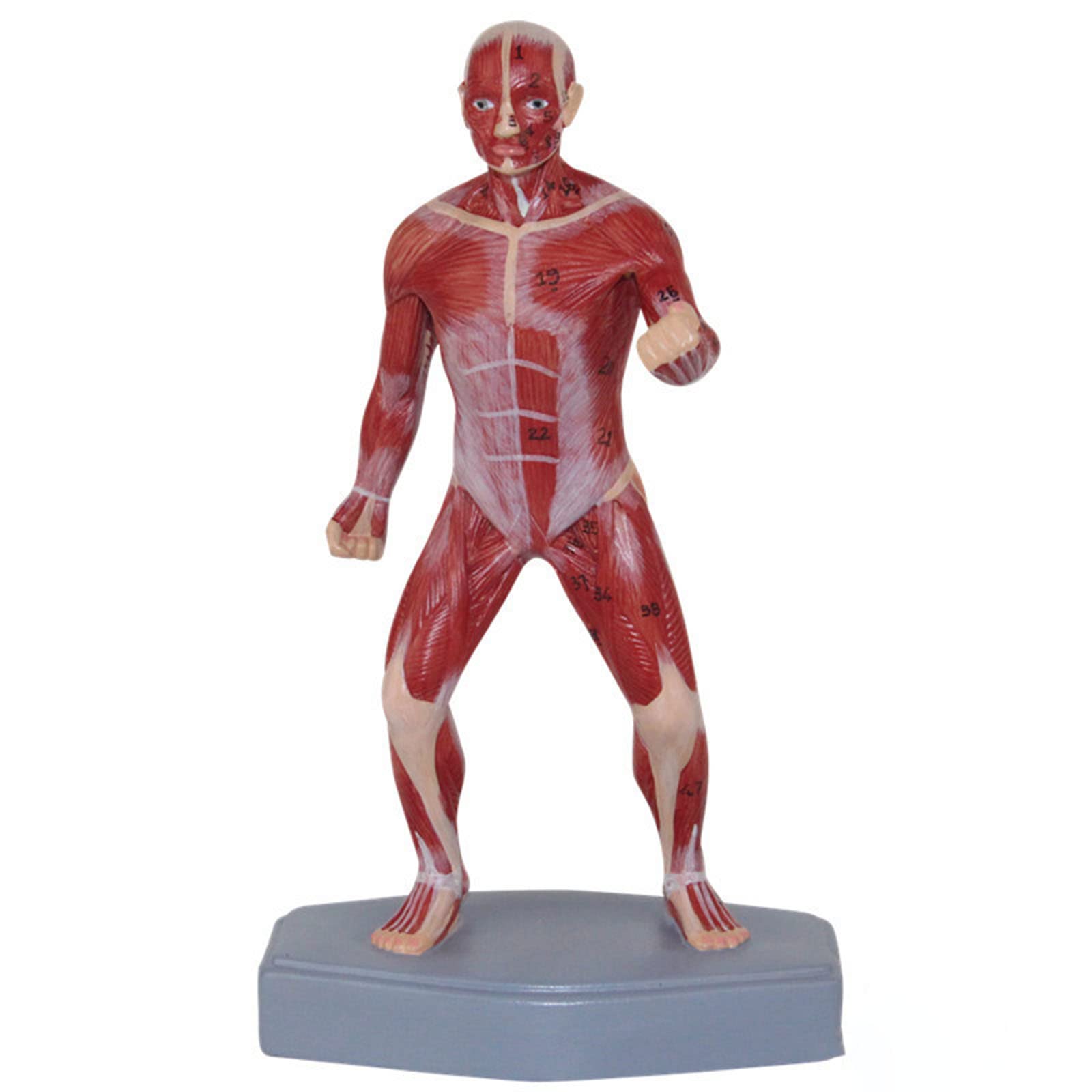 GTHTUHFD Human Muscle Model Human Ficial Muscle Anatomy Specimen Lab Equipment Ornament Science Toy Medical Educational Aid