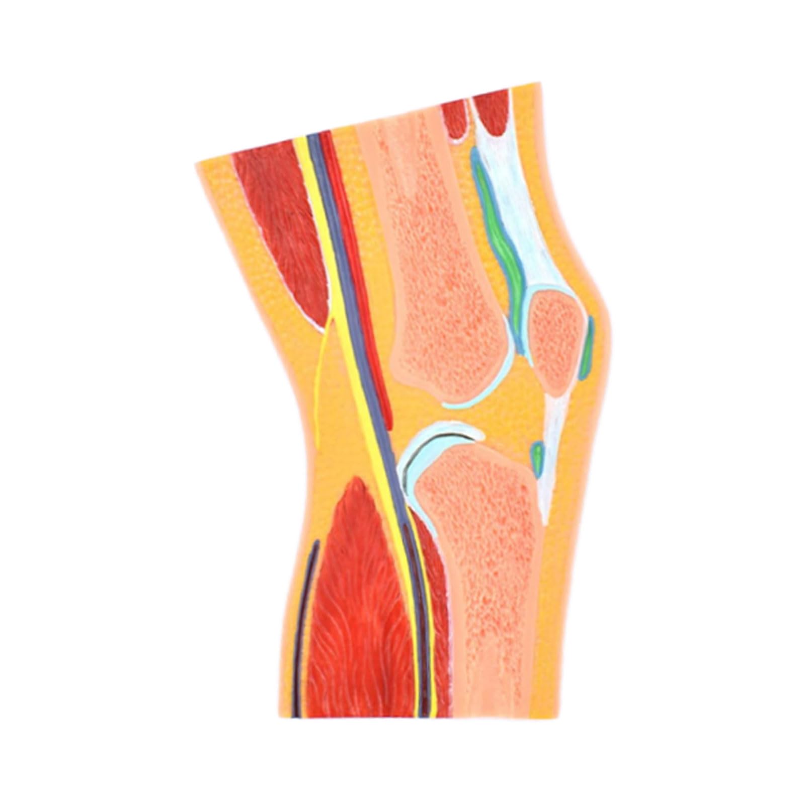 YNIYUJKL Human Body Anatomy Model Cross-Sectional Model Of Human Knee Joint, Joint Muscle Anatomy Model For Educational Supplies