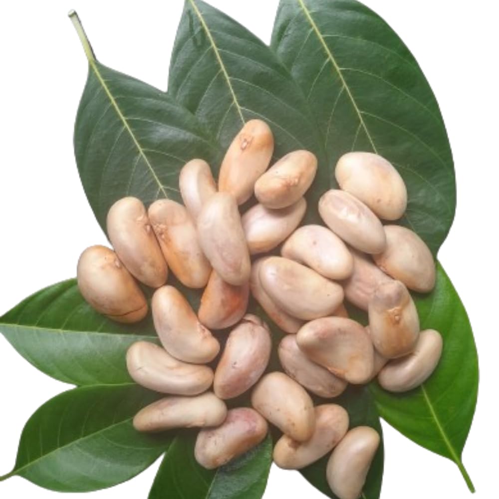 See full amazon price history chart for Malabar Dreams Kerala Fresh Rare Jackfruit Seeds 1kg / Suitable for Cooking and Planting Malabar Dreams Kerala Fresh Rare Jackfruit Seeds 1kg / Suitable for Cooking and Planting (B0CXMHG6Y2) Amazon Price History, Amazon Price Tracker