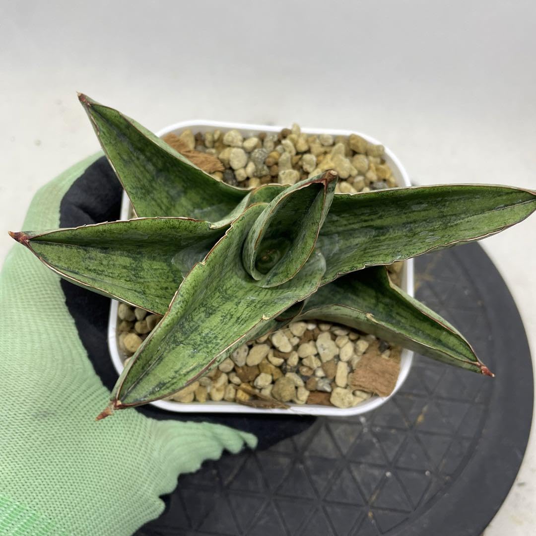 サンセベリア アンドロメダ 大株 サンスベリア 現在発根済み鉢